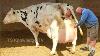 85 Litters Milk Daily Ll World Biggest Udder Cows Drumgoon Dairy Farm Biggest Udder Dairy Cow