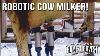 A Cow Milking Robot Maryland Farm U0026 Harvest