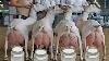 Amazing Million Goat Farming Latest Modern Goat Milking System Goat Cheese U0026 Meat Export