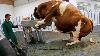 Amazing Modern Automatic Cow Farming Technology Incredible Automatic Feeding And Milking Machines