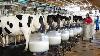 Amazing Modern Farming Cow Milking Harvest Technology Breeding Process Dairy Cows Highest Efficienc