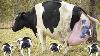Amazing Smart Cow Farming Technology Incredible Baby Calf Born Method Modern Milking Technology