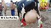 Biggest Hf Cow Available In Punjab Pakistan