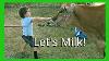 Bsh How To Milk Cow Using A Milking Machine