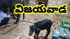 Buffalo Milking Machines In Vijayawada Please Watsup On 910 036 3438