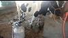 Cow Buffalo Milking Machine By Milkwell Karnal Haryana 9416003826
