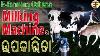 Cow Farming In Odisha Part 2 Milking Machine