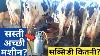 Cow Milk Machine Price Subsidy In India How Works