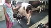 Cow Milking Machine Mo 9722227299
