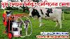 Cow Milking Machine Price Melasty Milking Machine Price In Bangladesh