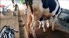 Cow Milking Machines In India Bangalore By Arcnut Agro Machinery