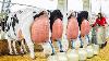 Cow Milking Technology Is Crazier Than You Expected
