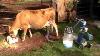 Dairymaid Milking Machine Instructional Video