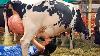Farm Withme Cow Farming Milk Feeding Pretty Girl Modern Calf Truck Transport Combine Cowshed Clean