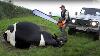 Farm Withme Pretty Girl Dangerous Stihl Chainsaw Tree Cutting Cow Milking Cure Cows Feeding Farming