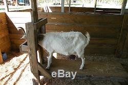 Goat, Sheep, Cow 1/2 Gallon 1 Teat Milking Machine Dansha Farms