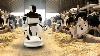 How Modern Robots Serve Thousands Of Cows In Big Farms Automatic Milking Feeding Cleaning