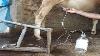 How To Build A Cow Milking Machine Awesome Idea
