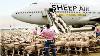 How To Export Millions Of Sheep Pig Cows Modern Transport Technology By Aircraft And Big Ship