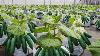 How To Grow 69 Millions Of Cucumbers In Greenhouse And Harvest Modern Agriculture Technology