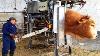 Incredible Modern Farming Milking Harvest Technology Amazing Automatic Cow Farming Factory