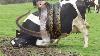 Incredible Snake Extreme Modern Farm Withme Diy Cow Farming Automatic Milking Milk Feeding Combine