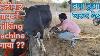 Indiankisan First Time Cow Milking By Milking Machine