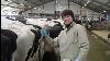 Intelligent Technology Automatic Cow Milking Machine Feeding Washing Shoeing Shear Smart Farming