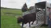 Intelligent Technology Smart Cattle Farming Automatic Cow Milking Machine Buffalo Transportation