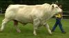Intelligent Technology Smart Cattle Farming Cow Milking Machine Breeding Selection Transportation
