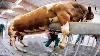 Intelligent Technology Smart Farming Automatic Cow Milking Machine Bull Competition Feeding