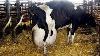 Intelligent Technology Smart Farming Automatic Cow Milking Machine Carousel Breeding Feeding Washin