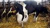 Intelligent Technology Smart Farming Automatic Cow Milking Machine Carousel Breeding Feeding Washing