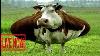 Intelligent Technology Smart Farming Automatic Cow Milking Machine Feeding Cleaning Milk Produ Ns