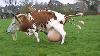 Intelligent Technology Smart Farming Automatic Cow Milking Machine Shoeing Feeding Transportation