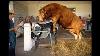Intelligent Technology Smart Farming Automatic Cow Milking Machine Washing Cleaning Feeding