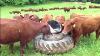 Intelligent Technology Smart Farming Automatic Milking Machine Feeding Cleaning Cow Goat