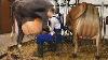 Intelligent Technology Smart Modern Farming Automatic Goat Cow Milking Machine Feeding Washing