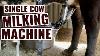 It Takes Just 4 Minutes To Milk Out A Cow With This Electric Milker