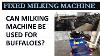 Milking Buffalo 9042371010 Milking Machine For Buffalo In Tamilnadu Milking Cows Milking Buffalo