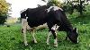 Milking Cows On A Small Family Dairy Farm