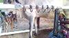 Milking Machine For Pure Desi Cows By Modern Dairy Machines