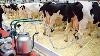 Milking Parlour Visit Vlog Machine Milking Parlor At Fazal Dairy Farms