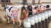 Modern Automatic Farming Cow Harvest Milking Machines Skill Method Breeding Shorten Labor Time