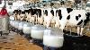 Modern Cow Dairy Farming Cow Milking Technology Machine Smart Dairy Farm