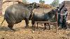 Modern Dairy Buffalo And Cattle Farming Bre D Ing Tips Cattel Farming Cow Buffalo Dairy Farming