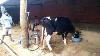 Pipeline Or Fixed Type Milking Machine Kannada Karnataka Arcnut Agro Bangalore India