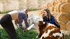 Pretty Girl Drive Cows Feeding Cows And Grinding Hay Modern Farm For 2500 Cows America Texas