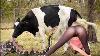 Pretty Girls On The Dairy Farm Modernest Milking Method Feeding Small Calves 2023