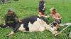 Revolutionary Farm Tech Efficient Straw Stacking Milk Production Silage Hills U0026 Holstein Cows